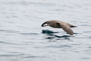 Flesh-footed Shearwater
