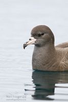 Flesh-footed Shearwater