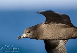 Flesh-footed shearwater