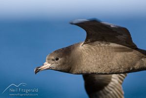 Flesh-footed shearwater