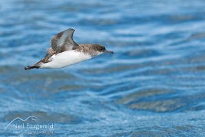 Fluttering shearwater