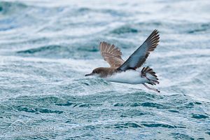 Fluttering shearwater