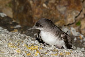 Fluttering shearwater