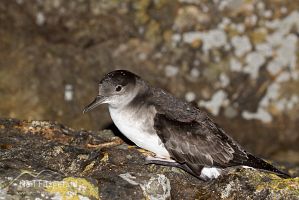 Fluttering shearwater