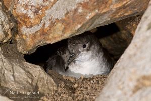 Fluttering shearwater