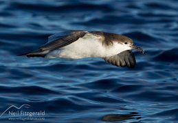 Fluttering shearwater