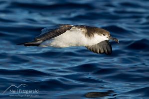 Fluttering shearwater