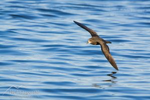 Grey-faced Petrel