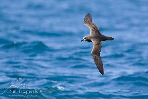 Grey-faced petrel
