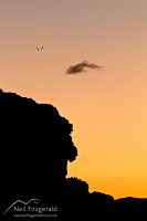 Grey-faced petrels