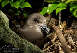 Grey-faced petrel