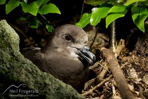 Grey-faced petrel