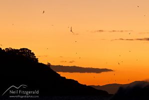 Grey-faced petrels