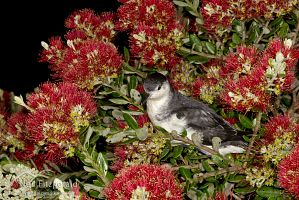 Little shearwater