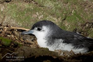 Little shearwater