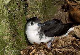 Little shearwater