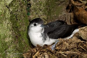 Little shearwater