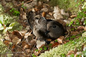 New Zealand storm petrel
