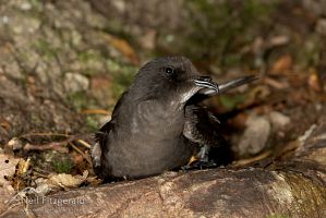 New Zealand storm petrel