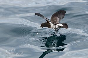 New Zealand storm petrel
