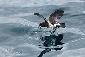 New Zealand storm petrel