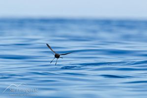 NZ storm petrel