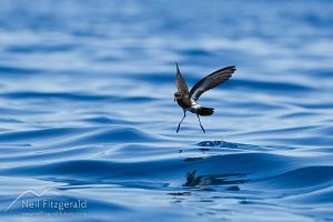 New Zealand storm petrel