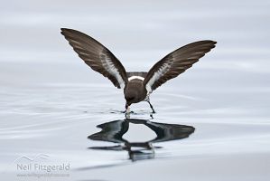 New Zealand storm petrel