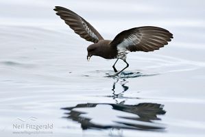 New Zealand storm petrel