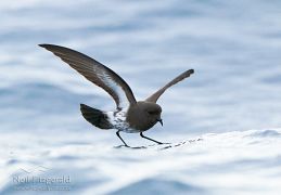 New Zealand storm petrel