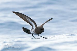 New Zealand storm petrel