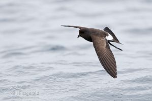 New Zealand storm petrel