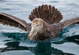 Northern giant petrel