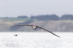 Northern giant petrels