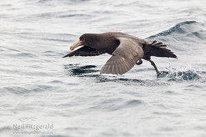 Northern giant petrel