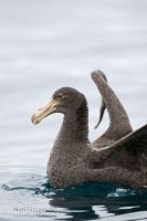 Northern giant petrel