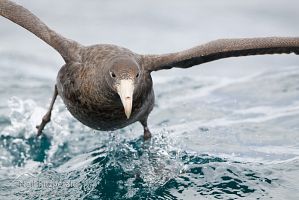 Northern giant petrel