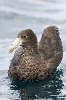 Northern giant petrel