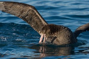 Northern giant petrel