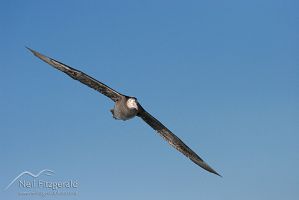 Northern giant petrel