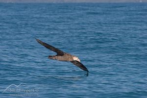 Northern giant petrel