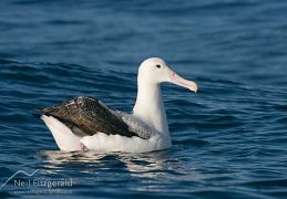 Northern royal albatross