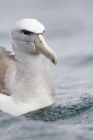Salvin's Albatross