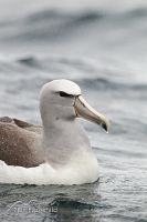 Salvin's Albatross