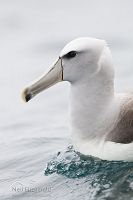 Salvin's Albatross