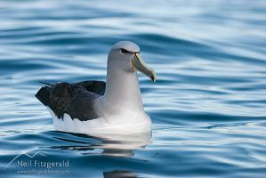Salvin's Albatross