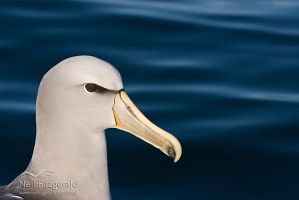 Salvin's Albatross