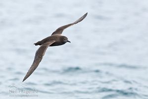 Short-tailed shearwater