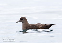 Sooty shearwater