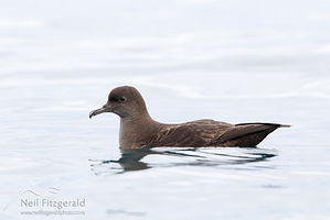 Sooty shearwater.